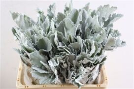 Jacobaea Senecio New Look