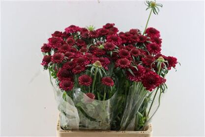 Scabiosa Atro Hot Pink Scoop