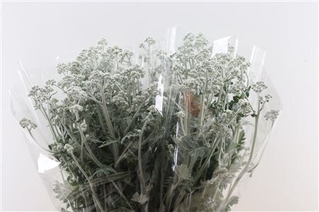 Senecio Cineraria Silver Antonia