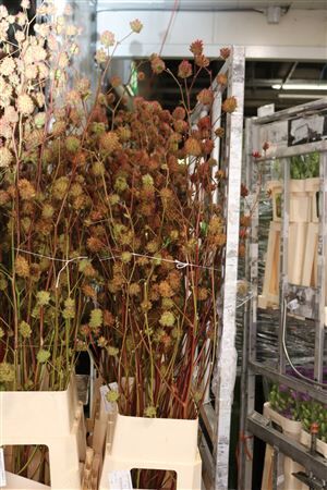 Glycyrrhiza Yunnanensis Zd