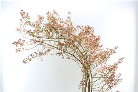 Rozenbottel Corallo Rosefruits