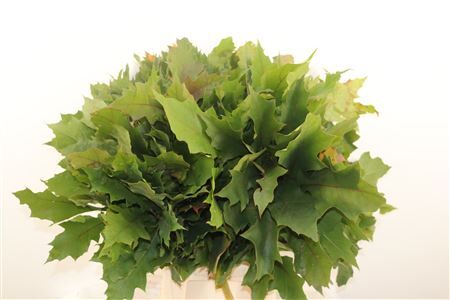 Quercus Rubra
