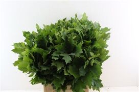 Quercus Rubra