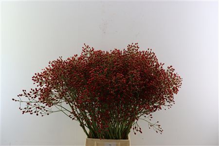Rosa (rozebottel)