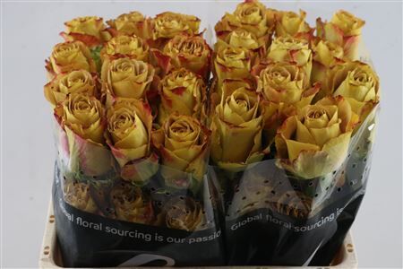 R Gr Heart Of Gold