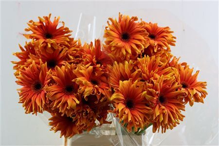 Ge Kv Pasta Caprese New