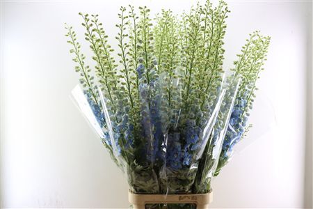 Delphinium Elatum Centurion Sky Blue