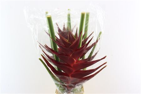 Heliconia Pr Of Darkness