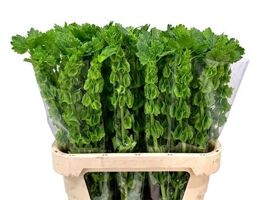 Moluccella Stuk P Stem