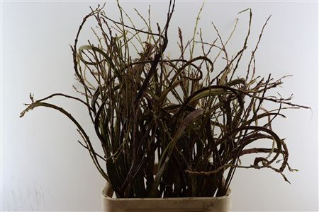 Salix Sekka Bandwilg