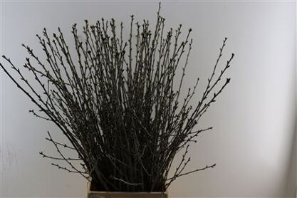 Prunus Ce Morel