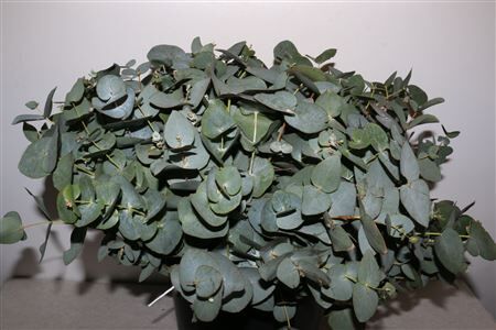 Euca Cinerea 45 Cm P Stem