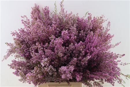 Erica Bicolor P Bunch