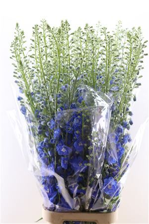 Delphinium Candle Blue Shades