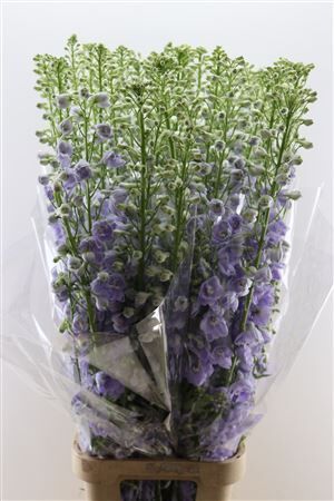 Delphinium Candle Lavender Shades