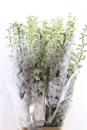 Delphinium Candle White Shades