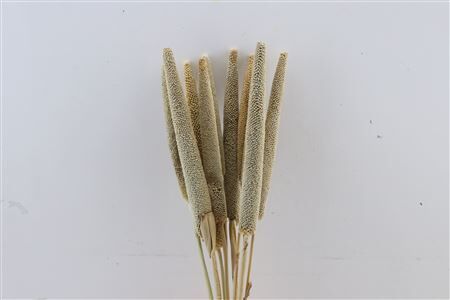 Dried Babala 10pc Naturel Bunch Slv