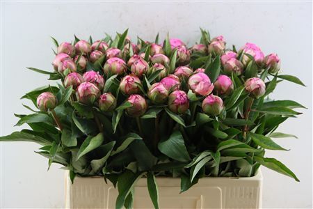 Paeo L Dr Alexander Fleming Ongeplozen