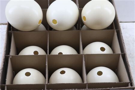 Egg Ostrich Basic Naturel