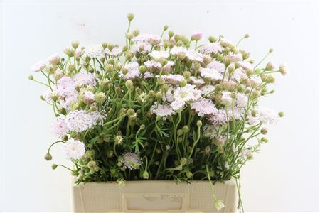 Didiscus Pink 60cm P Stem