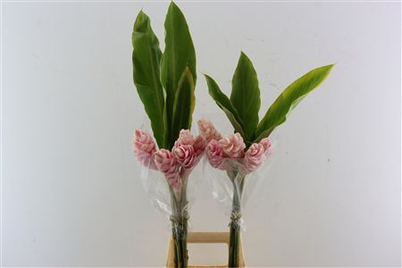Alpinia Pink