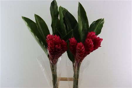 Alpinia Red