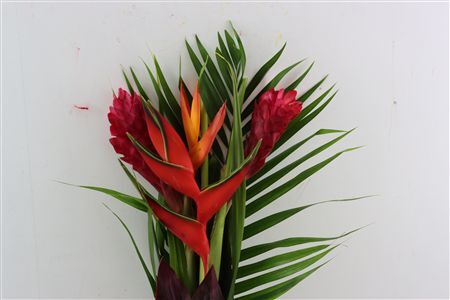 Heliconia Bq Flat Zaire