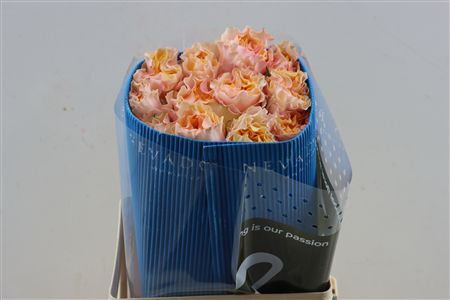 R Gr Campanella Peach