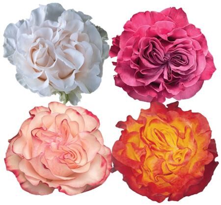 R Gr Mixbox Garden Like