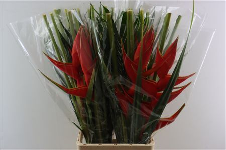 Helic Bqt Flat Medium Premium