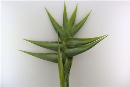 Heliconia Green Giant Dry