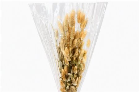 Dried Lagurus Naturel Bunch 100gr Slv