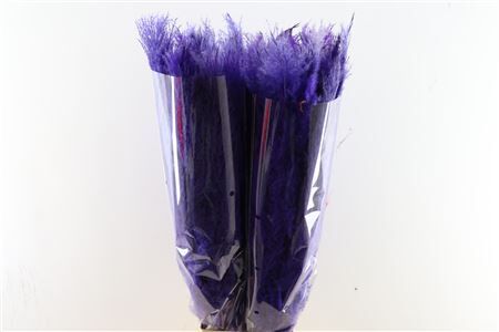 Dried Cortaderia Dadang Lilac 120cm P Stem