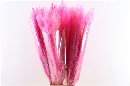 Dried Cortaderia Dadang Soft Pink 120cm P Stem