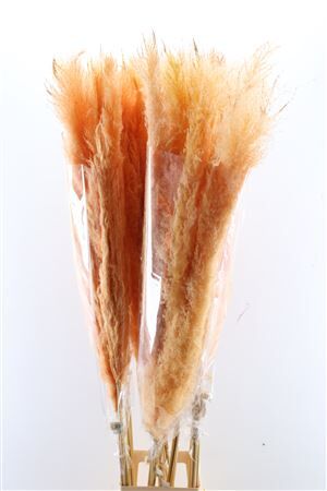 Dried Cortaderia Dadang Salmon 140cm P Stem