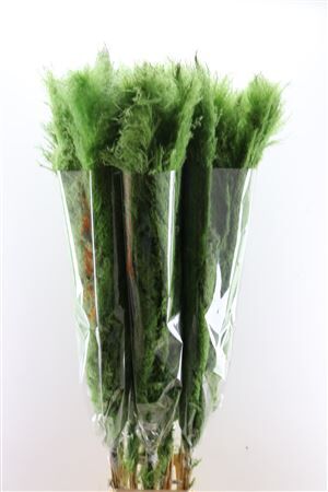 Dried Cortaderia Dadang Light Green 140cm P Stem