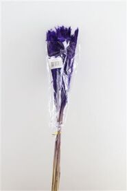 Dried Fluffy Pampas Purple 20pcs Bunch