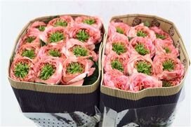 R Gr Mandarin Xpression