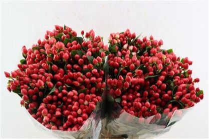 Hyp Pacific Shiny Red Spray