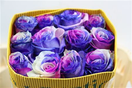 R Gr Rainbow Pink Lavender