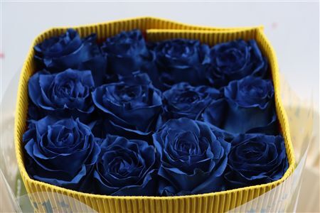 R Gr Tinted Galactic Blue