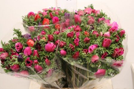 Anem Marianne Orchid