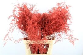 Asp Kbh Lang Rood