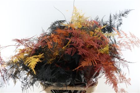 Asp Kbh Lang Autumn Mix