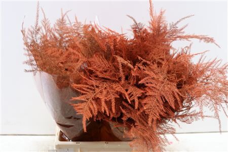 Asp Kbh Kort Oranje