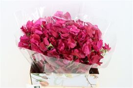 Lathyr Odor Red