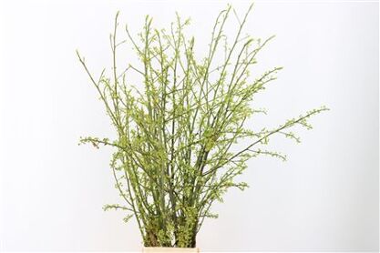 Litsea Cubeba