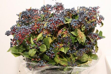 Viburnum Berry Blue P Bunch