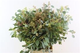 Euca Populus Berry 300gr P Bunch