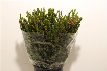 Myrthe Tarantino P Bunch